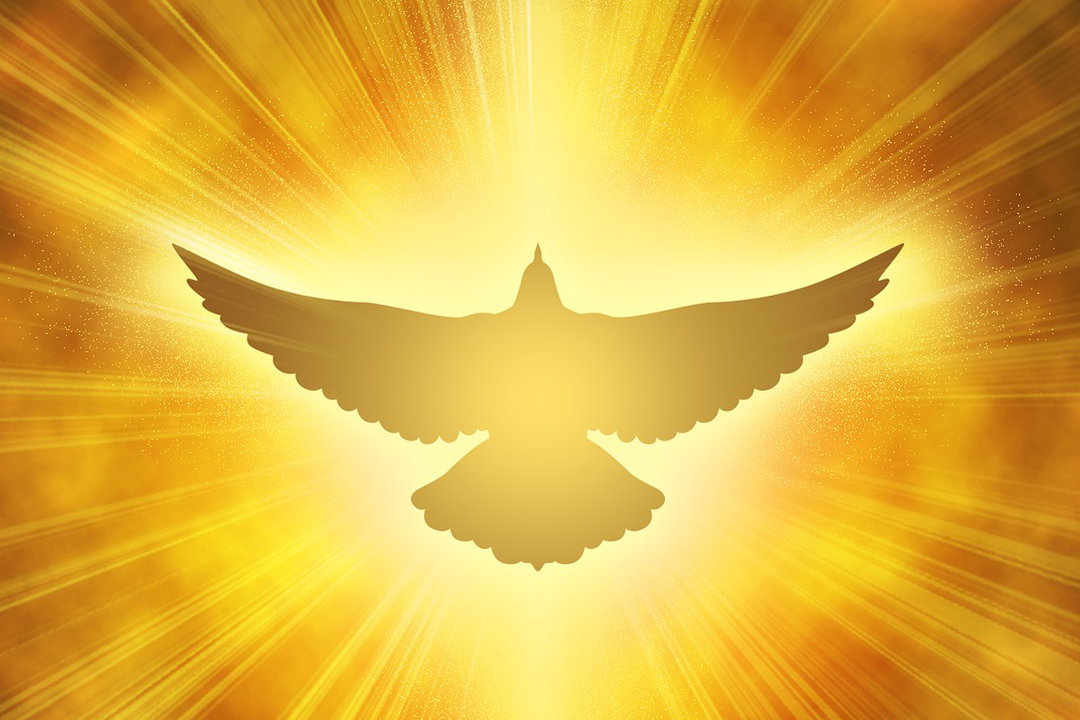 dove-3951312_1920