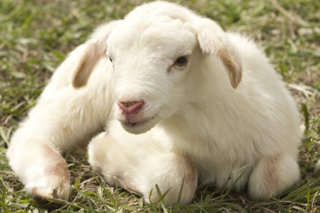 lamb-ga380ca611_1920