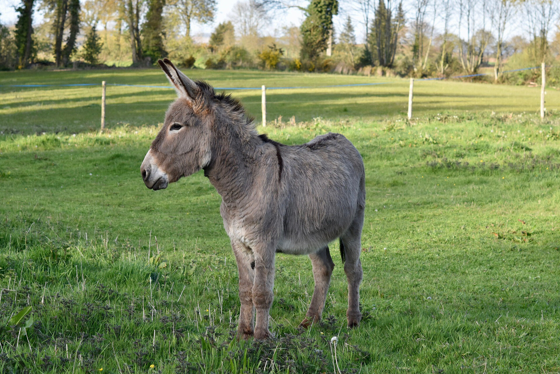 donkey-palmsunday